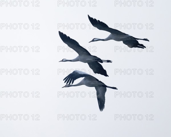 Crane (Grus grus), three cranes flying against a bright sky, Lower Saxony, Germany