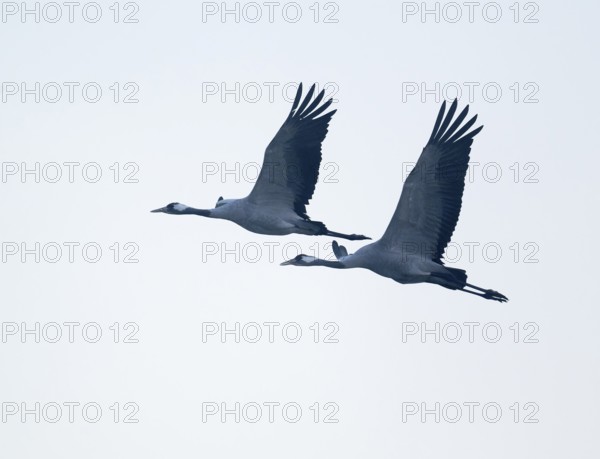 Crane (Grus grus) two cranes flying against a bright sky, Lower Saxony, Germany