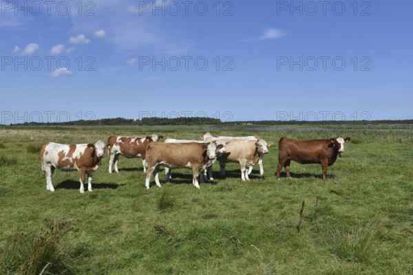 Cattle, on a pasture on the Prerower Strom on the Darß peninsula, Mecklenburg-Western Pomerania, Germany