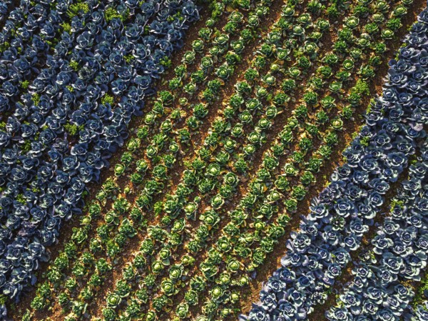 Top down view of red and green cabbage field from a drone, Devon, England, United Kingdom