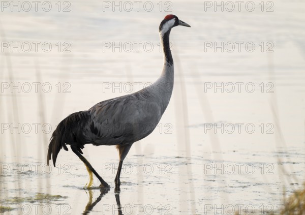 Crane (Grus grus) standing in the shallow water zone of a lake, warm morning light, Lower Saxony, Germany