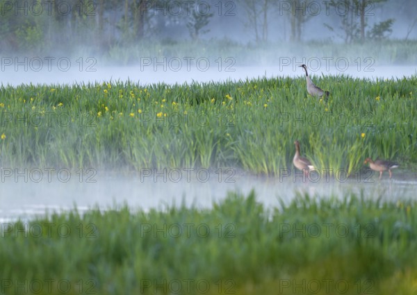 Crane (Grus grus) stands in a wetland, wet meadow with swamp iris (Iris pseudacorus), blooming, morning fog, clouds of fog, Lower Saxony, Germany