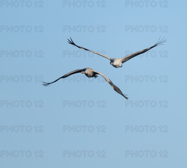 Crane (Grus grus), two cranes in flight, blue sky, Lower Saxony, Germany