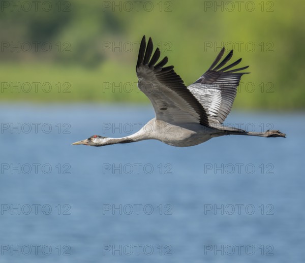 Crane (Grus grus) flying over a lake, blue water, green forest, Lower Saxony, Germany