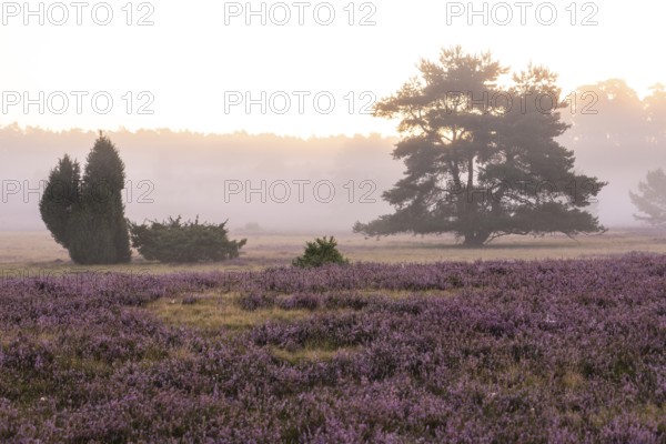 Enchanting morning atmosphere in August with fog in the blooming Lüneburger Heide near Niederhaverbeck