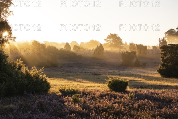 Golden sunbeams over the blooming Lüneburger Heide near Niederhaverbeck