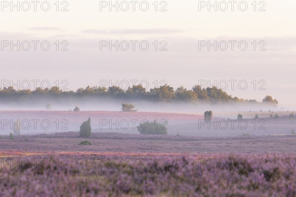 Enchanting fog, morning atmosphere in the blooming Lüneburger Heide near Niederhaverbeck