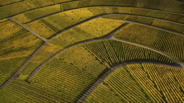Golden sunset over the glowing autumnal vineyards on the Kappelberg between Fellbach and Stuttgart