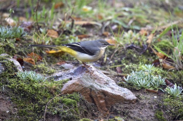 Mountain stilt, mountain stilt, (Motacilla cinerea) on a rock