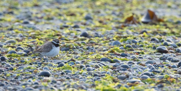 A sandplover (Charadrius hiaticula) with very young chicks under its wing, of which only the long legs can be seen, stands between stones and algae on a rocky beach, coastline at low tide, huder, huders, protection, behavior, coast, coastal bird, water, shore, North Sea, late light of the evening sun, island of dune, Heligoland, district of Pinnings Berg, Schleswig-Holstein, Germany