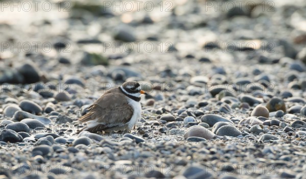 A sandplover (Charadrius hiaticula) with very young chicks under its wing, of which only the long legs can be seen, stands between stones on a rocky beach, coastline at low tide, huder, hudern, protection, behavior, coast, coastal bird, water, shore, North Sea, late light of the evening sun, island of dune, Heligoland, Pinneberg district, Schleswig-Holstein, Germany
