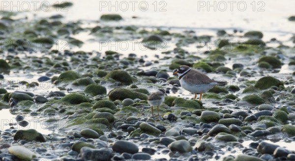 A sandplover (Charadrius hiaticula) with a very young chick stands between stones and algae on a stony beach, coastline at low tide, behavior, coast, shorebird, water, shore, North Sea, late light of the evening sun, Dune island, Heligoland, Pinneberg district, Schleswig-Holstein, Germany