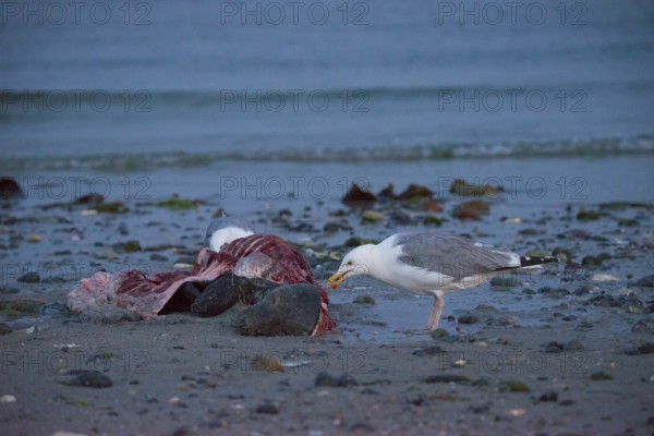 Two herring gulls (Larus argentatus) stand on a quiet, rocky sandy beach at dusk and peck at a dead grey seal (Halichoerus grypus) with broken body and visible red flesh and rib bones, piece of carrion, washed up carcass with full head and closed eyes, scavenger, eating, behavior, in the background the sea, ebb, behavior, ebb, behavior, in the background, ebb, behavior, coast, shore, coastline, body of water, North Sea, Dune island, Heligoland, Pinneberg district, Schleswig-Holstein, Germany