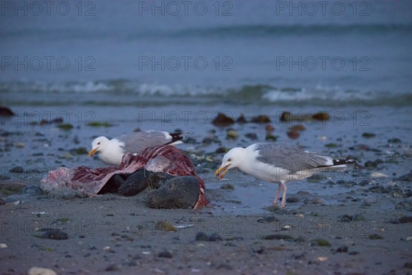 Two herring gulls (Larus argentatus) stand on a quiet, rocky sandy beach at dusk and peck at a dead grey seal (Halichoerus grypus) with broken body and visible red flesh and rib bones, piece of carrion, washed up carcass with full head and closed eyes, scavenger, eating, behavior, ebb, coast, shore, coastline, water, North Sea, Dune island, Heligoland, Pinneberg district, Schleswig-Holstein, Germany
