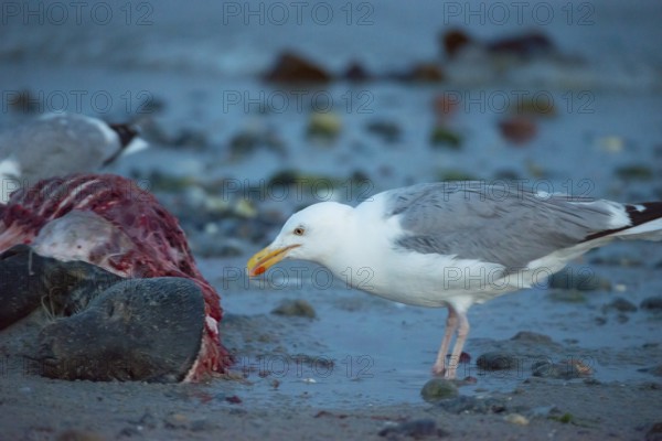 A herring gull (Larus argentatus) stands on a quiet, rocky sandy beach at dusk and pecks at a dead grey seal (Halichoerus grypus) with a broken body and visible red flesh and rib bones, piece of carrion, washed up carcass with a full head and closed eyes, scavenger, eating, ebb, behavior, coast, shore, coastline, body of water, North Sea, Dune island, Heligoland, Pinneberg district, Schleswig-Holstein, Germany