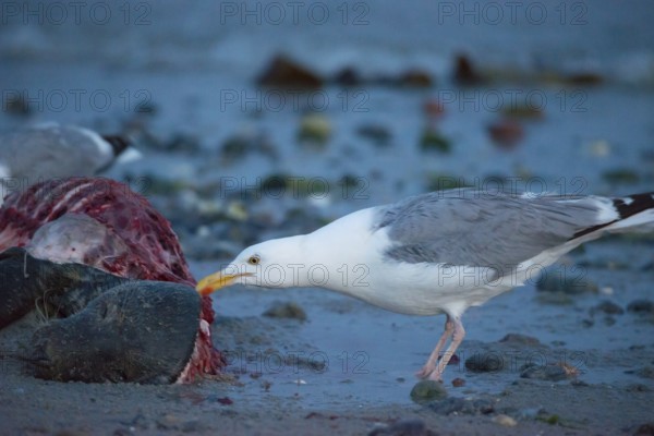 A herring gull (Larus argentatus) stands on a quiet, rocky sandy beach at dusk and pecks at a dead grey seal (Halichoerus grypus) with a broken body and visible red flesh and rib bones, piece of carrion, washed up carcass with a full head and closed eyes, scavenger, eating, behavior, in the background the sea, low tide, behavior, coast, shoreline, body of water, North Sea, Dune island, Heligoland, Pinneberg district, Schleswig-Holstein, Germany