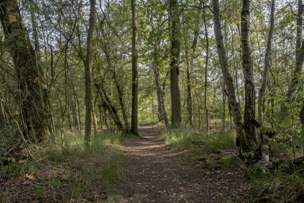 Haaksbergerveen Nature Reserve, Oberjissel Province, Haaksbergen, Netherlands