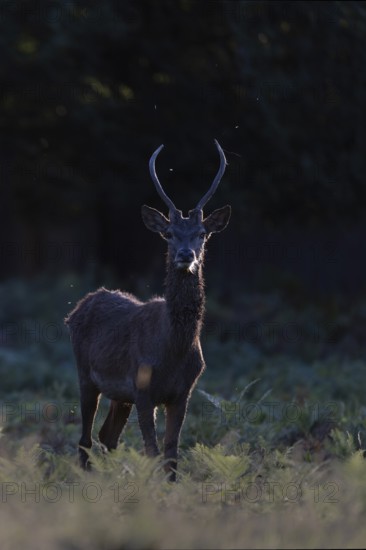 Red deer at the rutting 2025, London, Great Britain