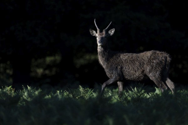 Red deer at the rutting 2025, London, Great Britain