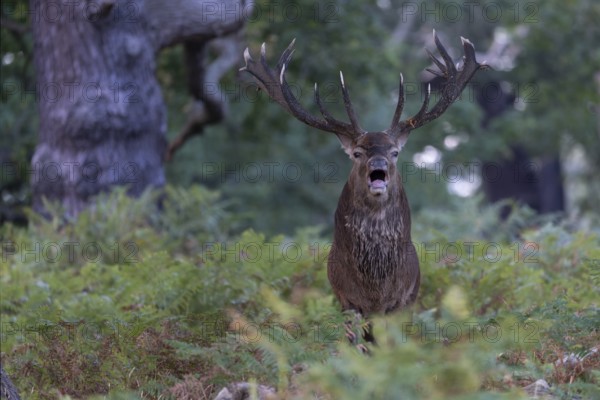 Red deer at the rutting 2025, London, Great Britain
