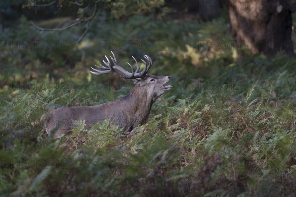 Red deer at the rutting 2025, London, Great Britain