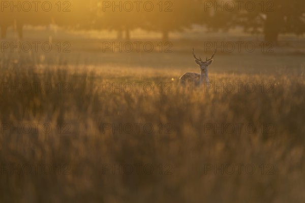 Fallow deer, London, England, Great Britain