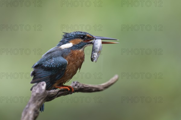 Kingfisher (Alcedo atthis) with brown trout, Bitburg, Rhineland-Palatinate, Germany
