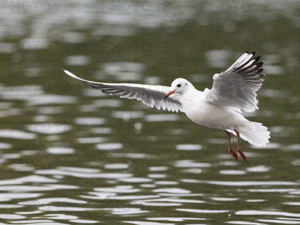 A black-headed gull in flight, Ruhrpott, North Rhine-Westphalia, Germany
