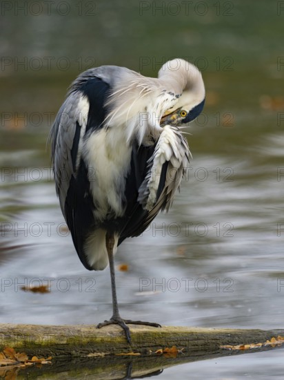 A gray heron taking care of plumage, Ruhrpott, North Rhine-Westphalia, Germany