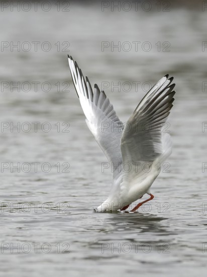 A black-headed gull fishing just in front of diving into water, Ruhrpott, North Rhine-Westphalia, Germany