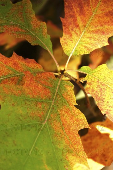 Red oak leaves, autumn, Germany