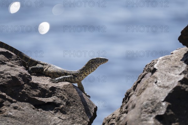 Monitor Lizard, Varanus niloticus, curious looking to the right, sitting on a rock at the edge of the Chobe River. Chobe National Park, Botswana