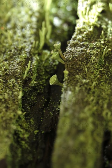Lichen in the forest, autumn time, October, Germany
