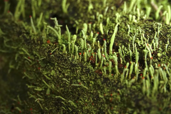 Lichen in the forest, autumn time, October, Germany