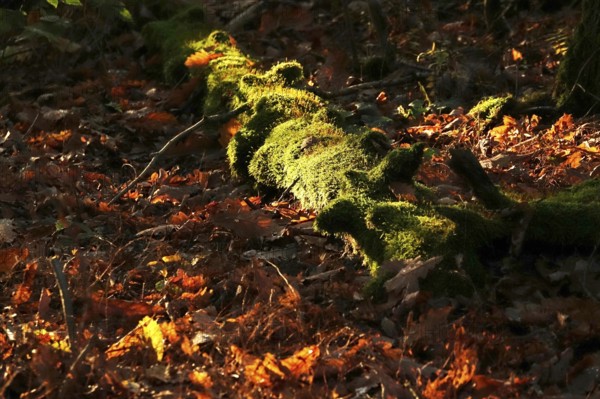 Mosses and lichens in the forest, autumn, Germany