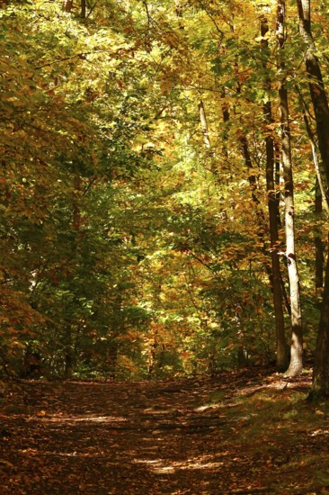 Autumn colors, Golden October, Germany