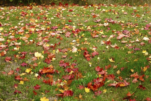 Autumn colors, Golden October, Germany