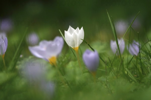 Autumn crocus, autumn time, Germany