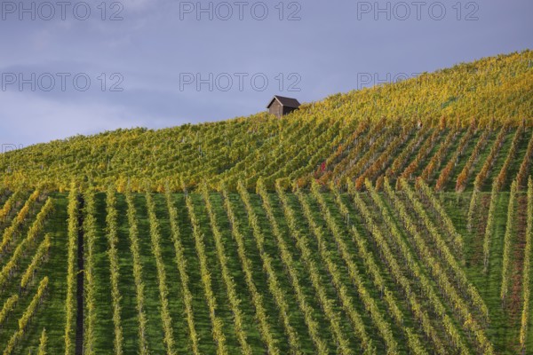 Autumn vineyard lines on the wine trail on Kappelberg near Fellbach - Stuttgart
