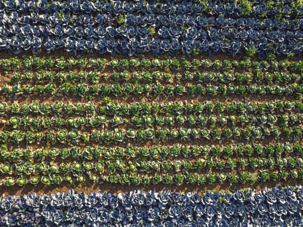 Top down view of red and green cabbage field from a drone, Devon, England, United Kingdom