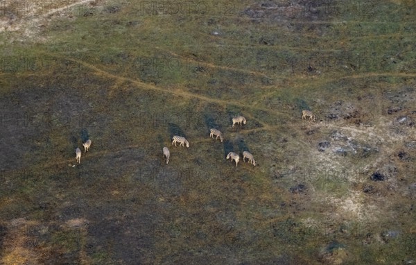 Herd of steppe zebras (Equus quagga), aerial view, Okavango Delta, Botswana