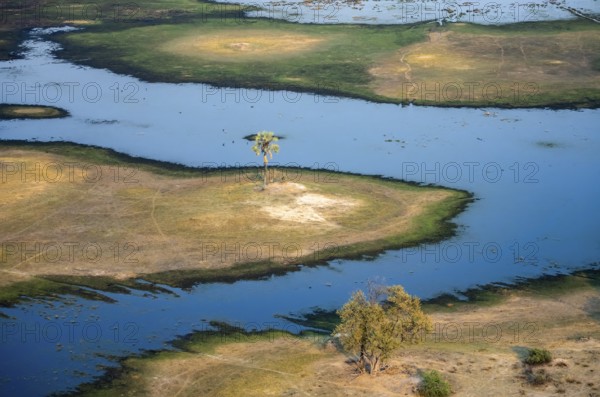 River landscape with palm tree, savanna landscape with yellow grass, aerial view, Okavango Delta, Botswana
