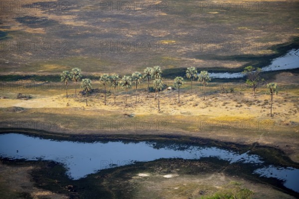 River landscape with palm trees, savanna landscape with yellow grass, aerial view, Okavango Delta, Botswana
