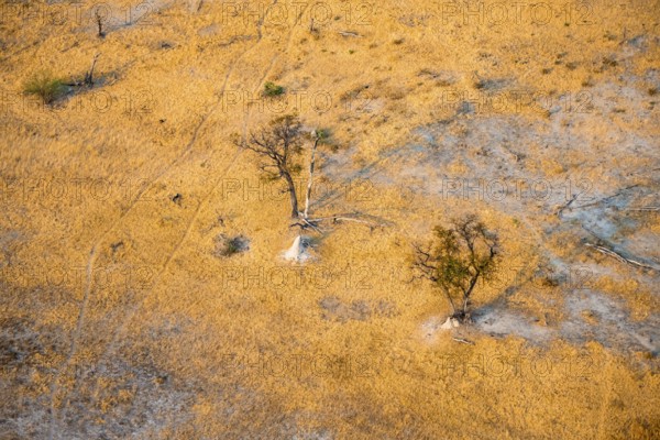 Savanna landscape with yellow grass and leafless trees, aerial view, Okavango Delta, Botswana