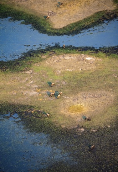 Striped gnu (Connochaetes taurinus), flock on the riverbank, river landscape, aerial view, Okavango Delta, Botswana