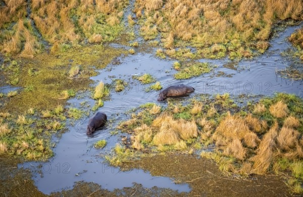 Hippos (Hippopatamus amphibius) in water, marshland, marshland, aerial view, Okavango Delta, Botswana
