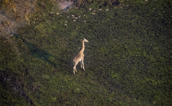 Cape giraffe (Giraffa giraffa giraffa), aerial view, Okavango Delta, Botswana