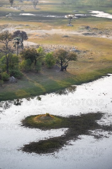 African elephant (Loxodonta africana), eating leaves, on riverbank, savanna landscape, aerial view, Okavango Delta, Botswana