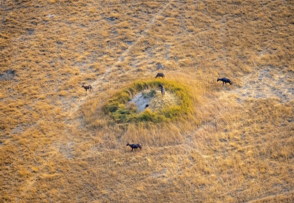 Tsessebe (Damaliscus lunatus), group on a termite hill, savanna with yellow grass, aerial view, Okavango Delta, Botswana