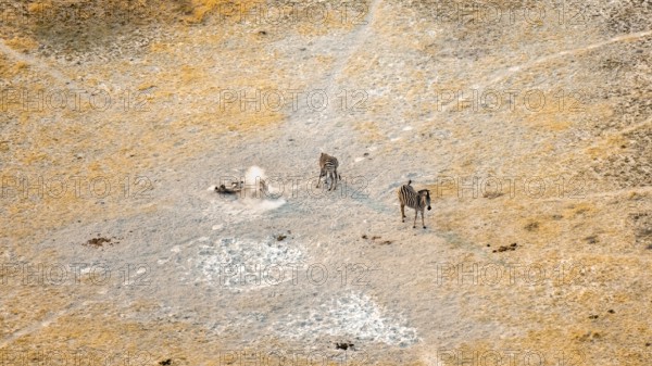 Steppe zebras (Equus quagga) rolling in dust, savanna landscape with yellow grass, aerial view, Okavango Delta, Botswana